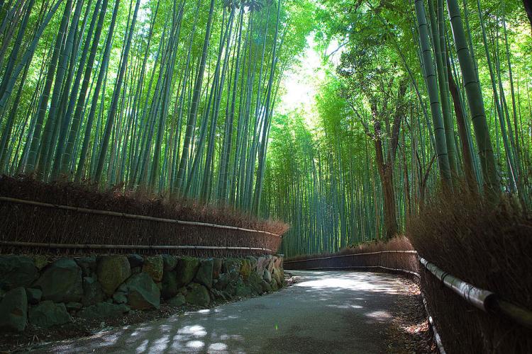 1024px Sagano Bamboo forest Arashiyama Kyoto
