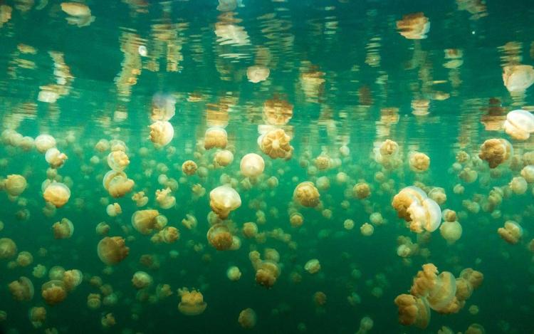 Jezero meduza