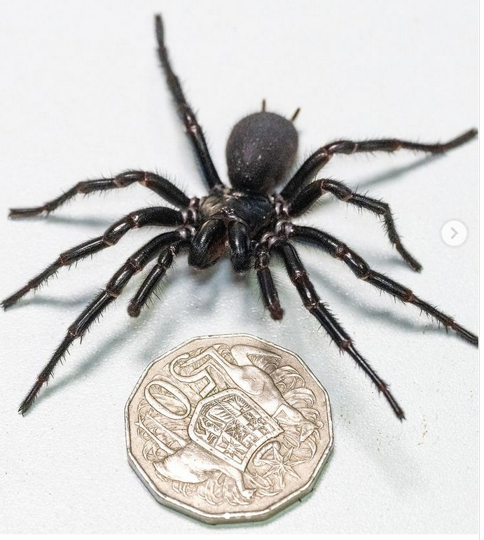 Screenshot 2024 01 09 at 12 40 08 Упознајте Херкулеса највећег смртоносног паука Аустралије