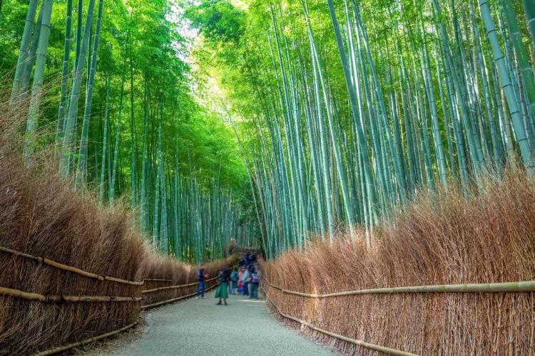 Suma bambus foto shutterstock