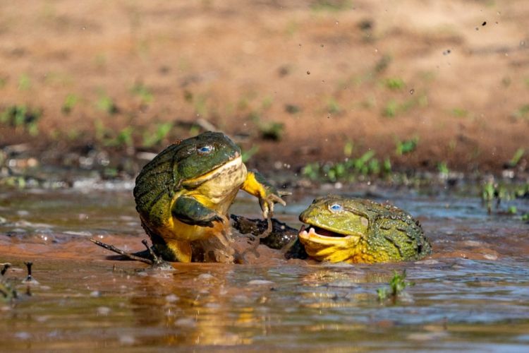 afrička žaba