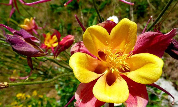 cvijet kandilica foto pixabay