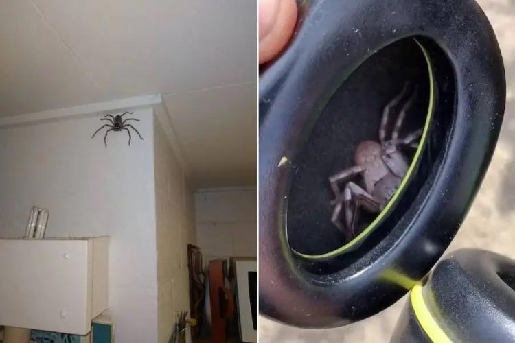 giant huntsman spider in house and headphones
