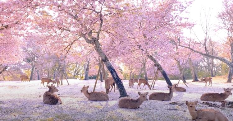 japan cvijetanje trešnje jeleni