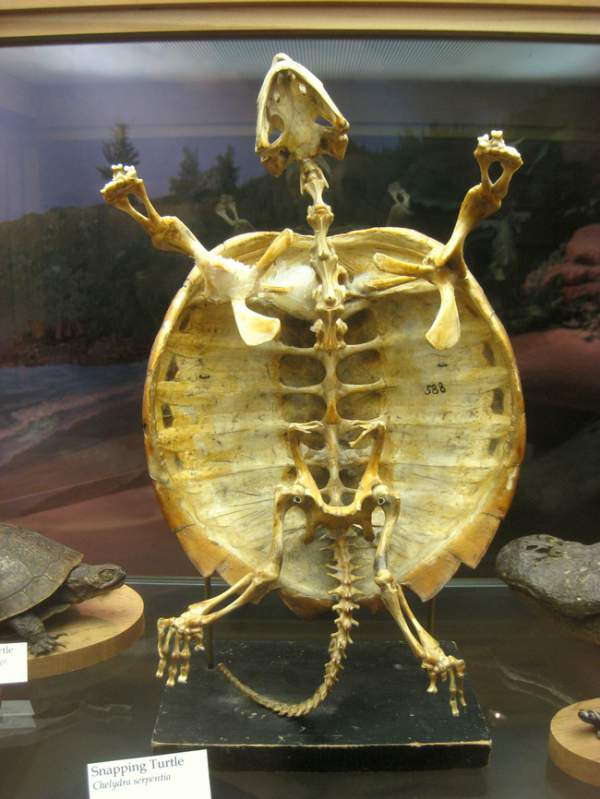 kornjaca kostur