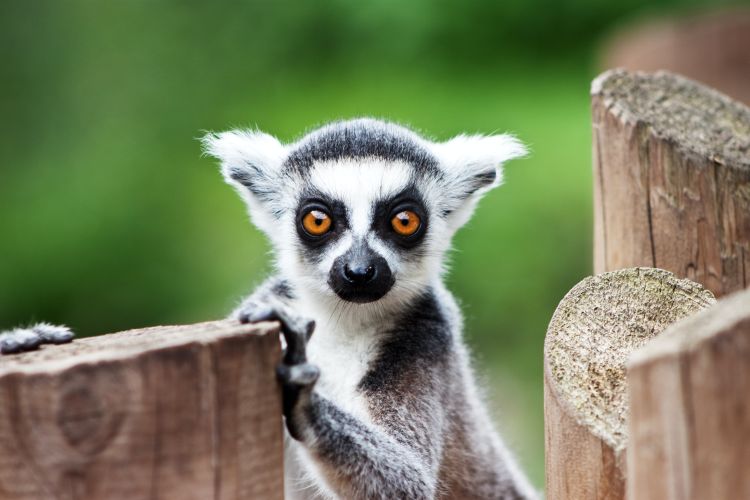 lemur foto Stephen Hickman y1 fZn icM4 unsplash