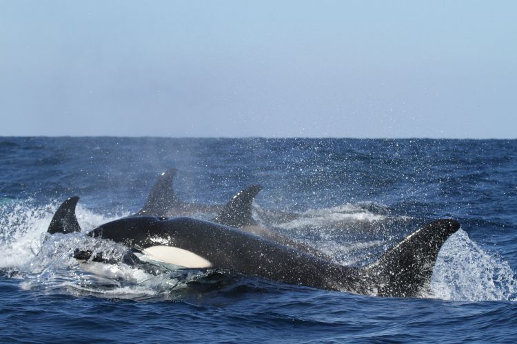orka foto NOAA unsplash