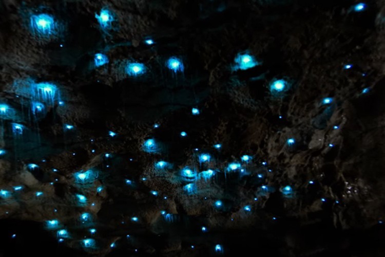 pećina svjetleći crvi