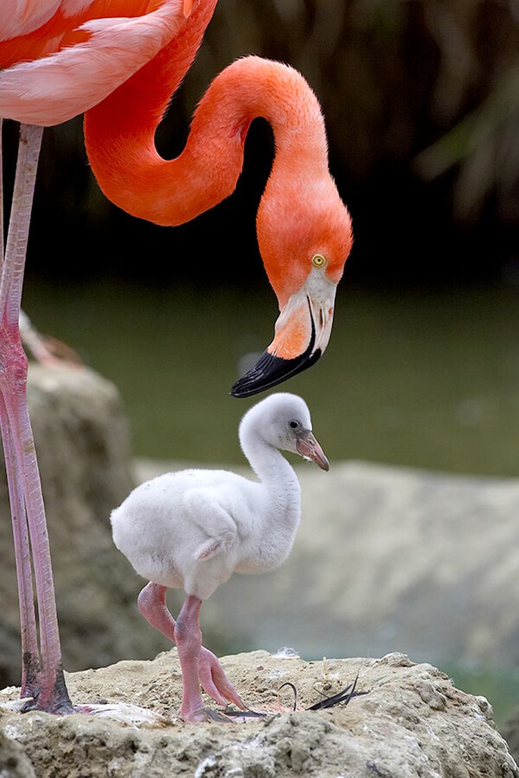 plamenci flamingosi foto San Diego Zoo