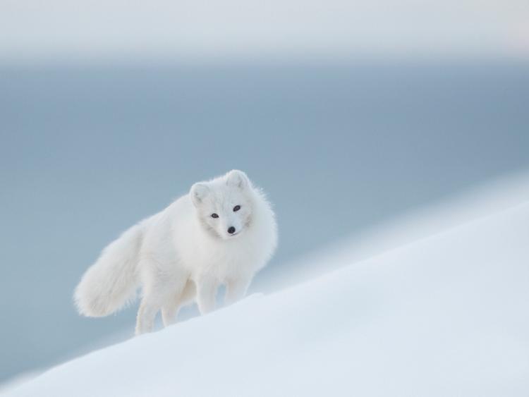 polarna lisica 4