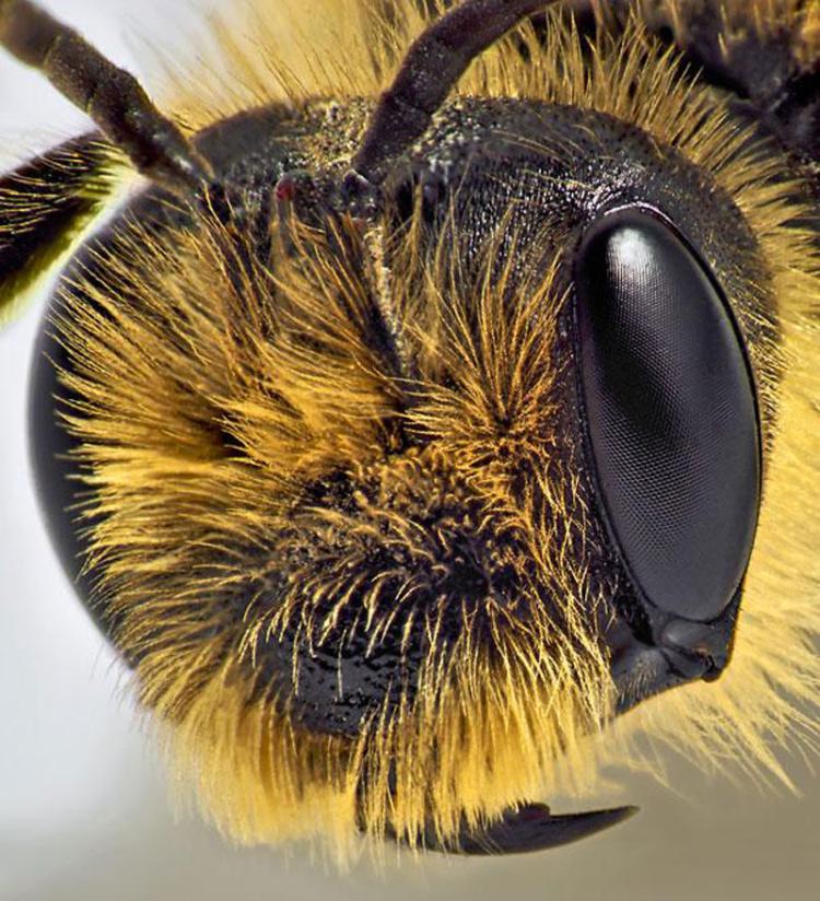 pčela oči