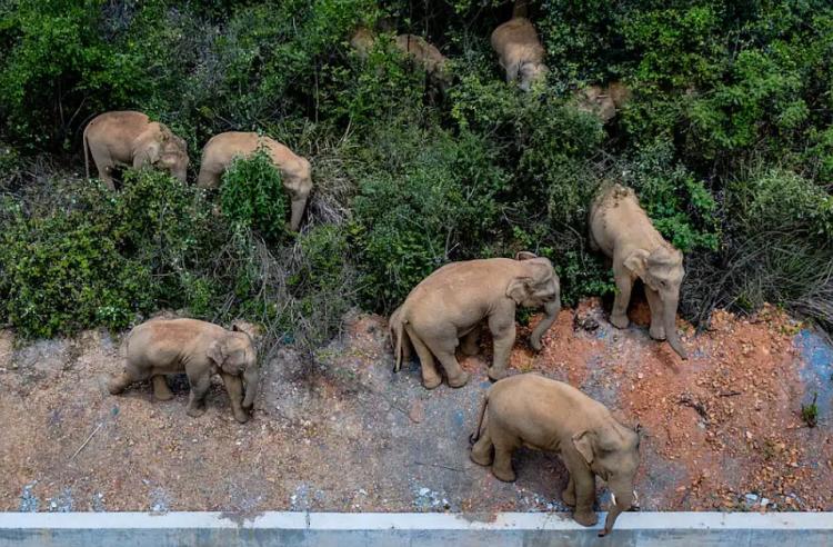 slonovi ekskurzija ap sinhua