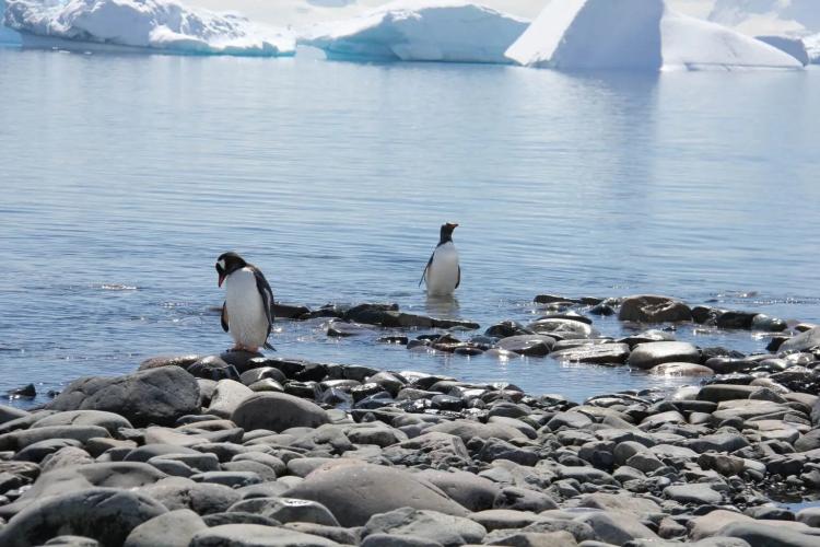 Pingvini na Antarktiku Foto Ann Christin Johansson Flickr