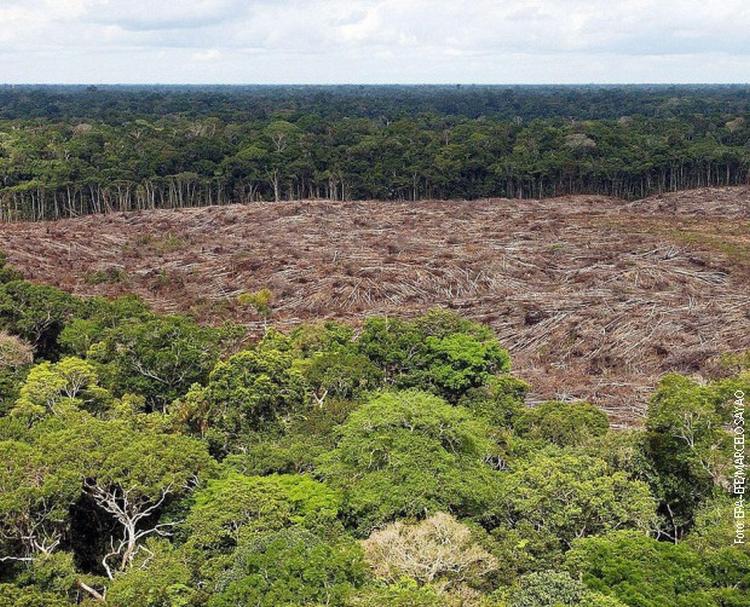 amazonija prašuma