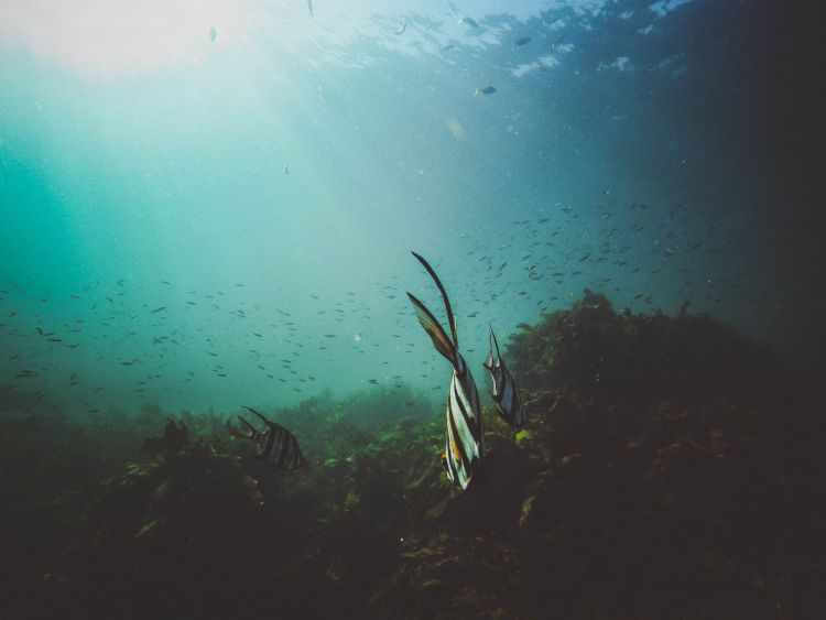 morsko dno ribe foto Jeremy Bishop unsplash