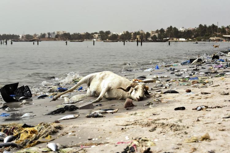 plastika na plaži dakar senegal mrtva koza AFP SEYLLOU