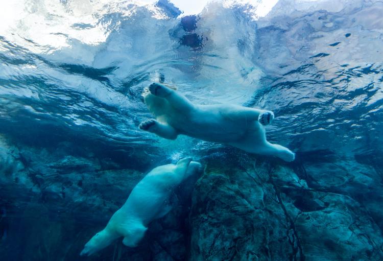 polarni medvjedi eva blue wmdVFw9ubKs unsplash